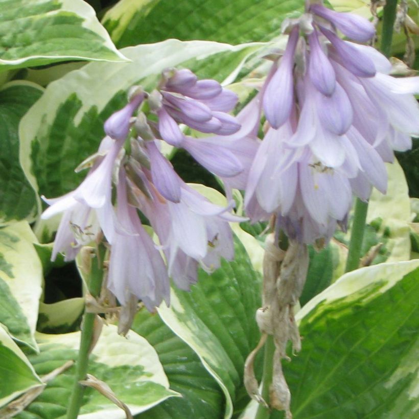 Kuunlilja Honeysong (Kukinta)