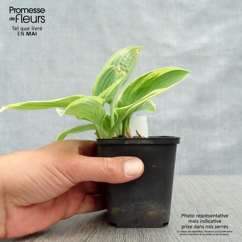 Esimerkki keväällä toimitetusta Kuunlilja Honeysong Pot de 2L/3L-taimesta