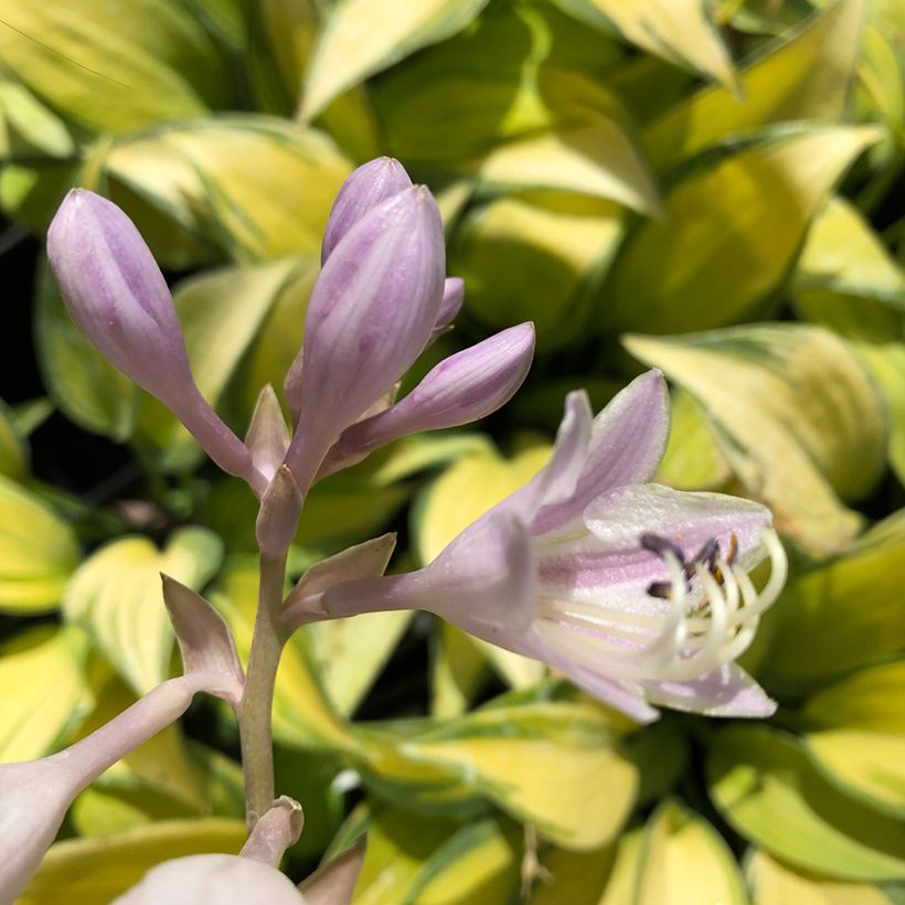 Myöhäiskuunlilja June (Kukinta)