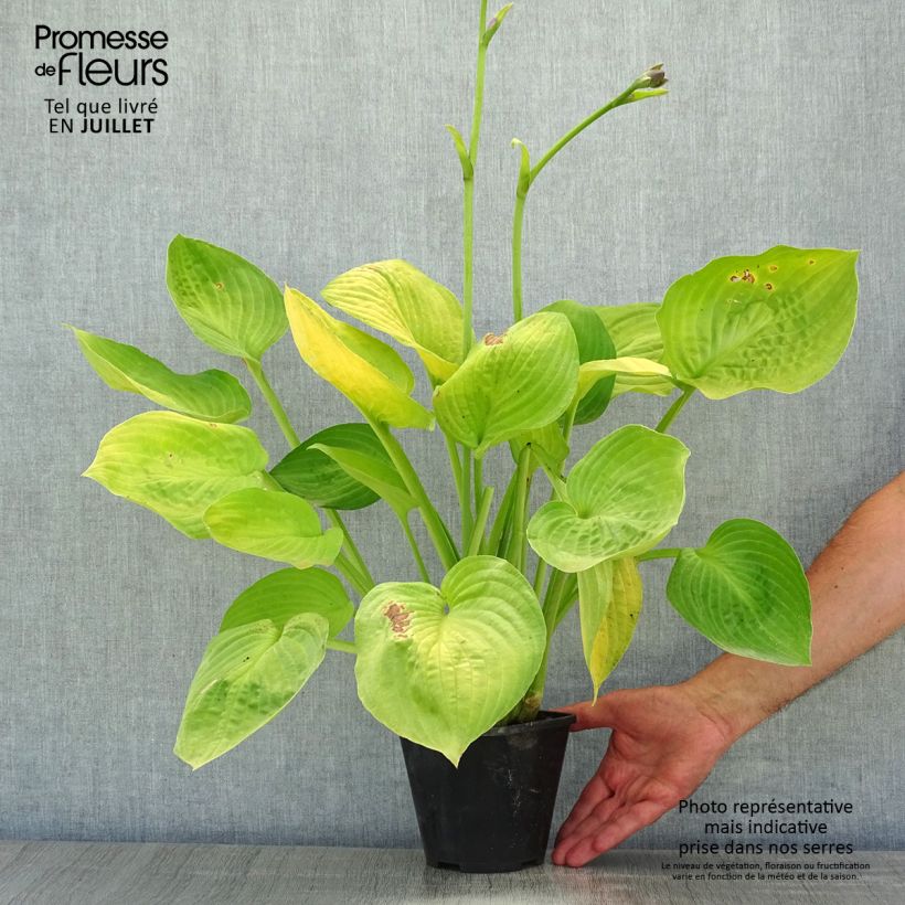 Esimerkki kesällä toimitetusta Hosta Ki Ren Jyaku Pot de 1,5L/2L-taimesta