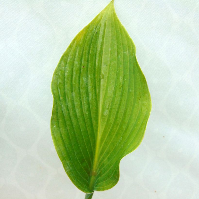 Kuunlilja Krossa Regal (Lehvistö)
