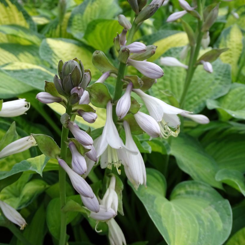 Kuunlilja Paul s Glory (Kukinta)