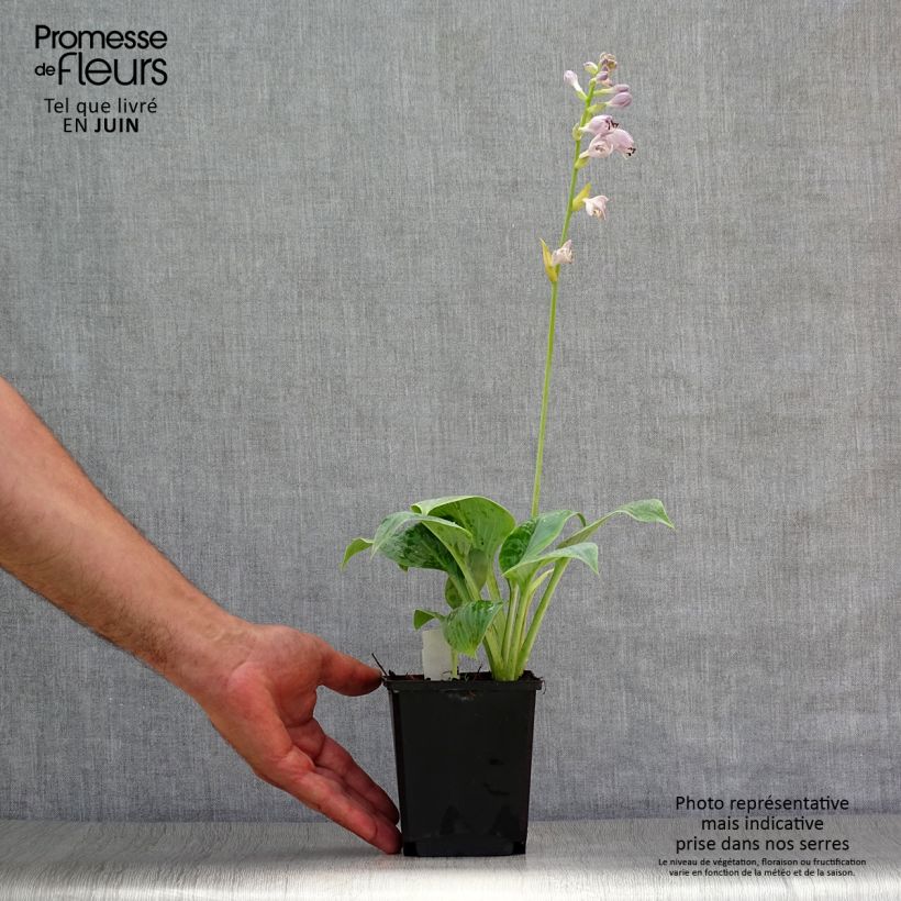 Esimerkki kesällä toimitetusta Kuunlilja Prairie Sky Godet de 8/9 cm-taimesta