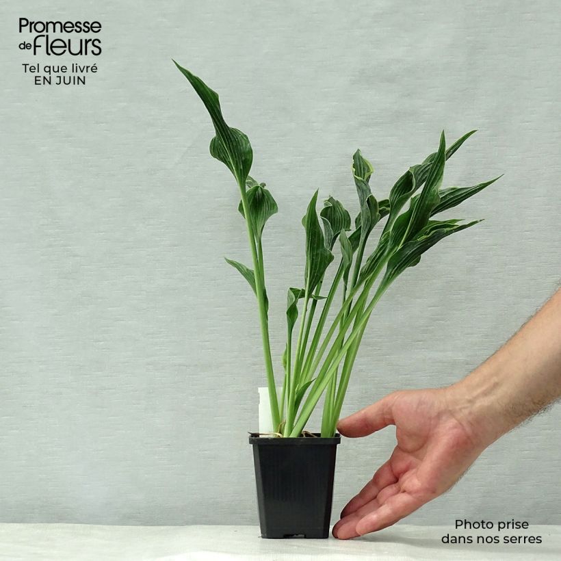 Esimerkki kesällä toimitetusta Kuunlilja Praying Hands Godet de 8/9 cm-taimesta