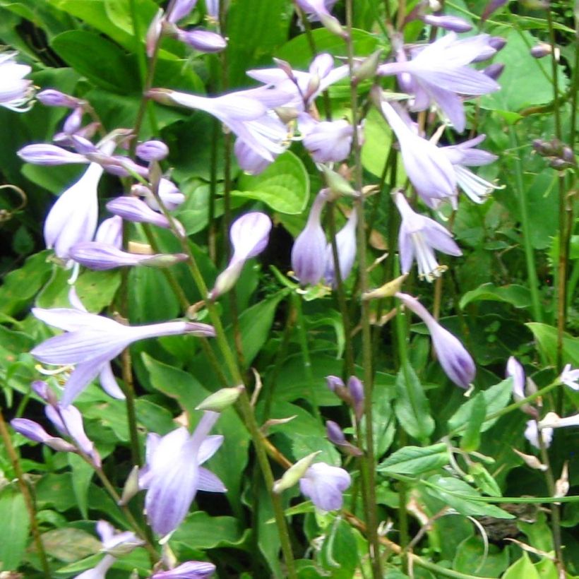 Kuunlilja Purple Dwarf (Kukinta)