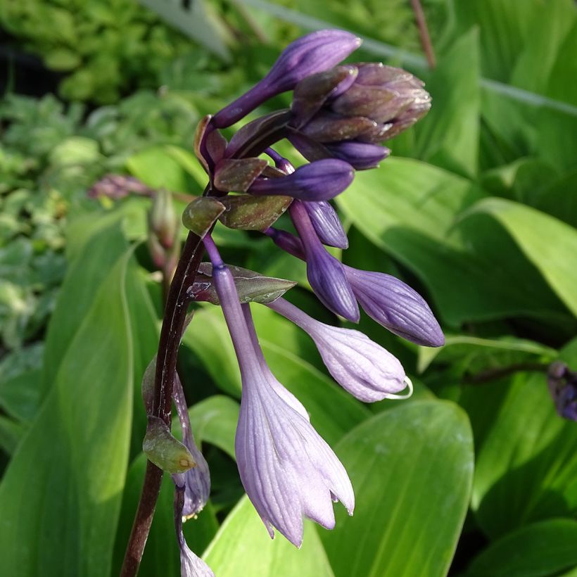 Kuunlilja Purple Heart (Kukinta)