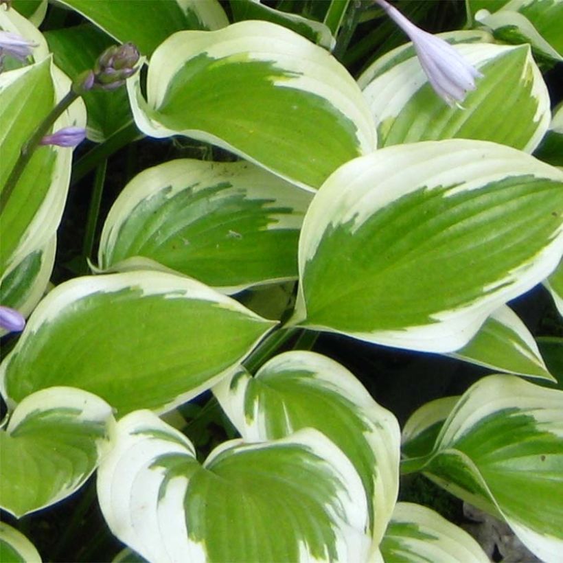 Kuunlilja Queen Josephine (Lehvistö)