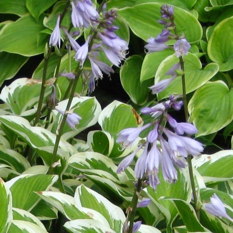 Kuunlilja Queen Josephine (Kukinta)