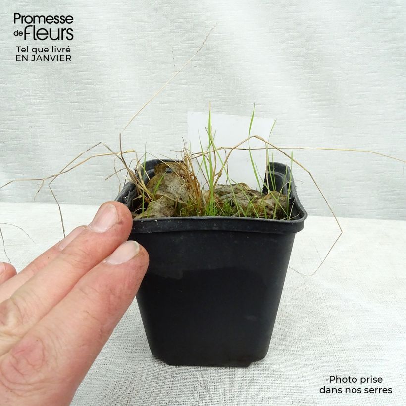 Esimerkki talvella toimitetusta Kuunlilja Rainbows End Godet de 8/9 cm-taimesta