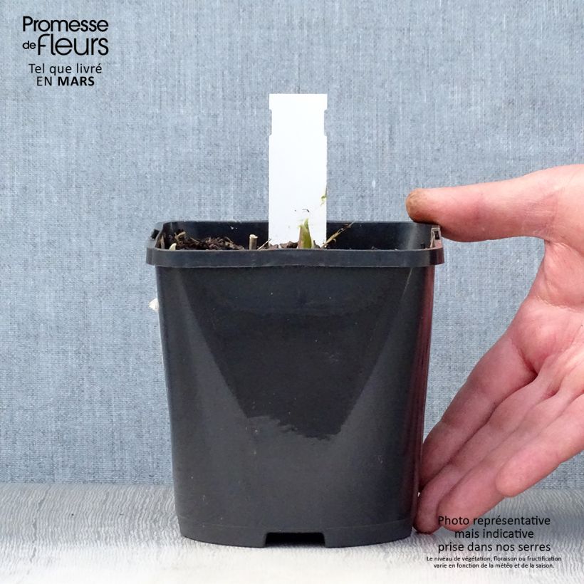 Esimerkki keväällä toimitetusta Kuunlilja Rainbows End Pot de 1,5L/2L-taimesta