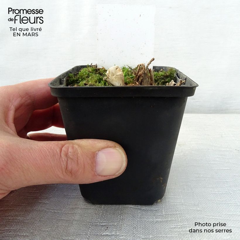 Esimerkki keväällä toimitetusta Kuunlilja Saint Paul Godet de 8/9 cm-taimesta