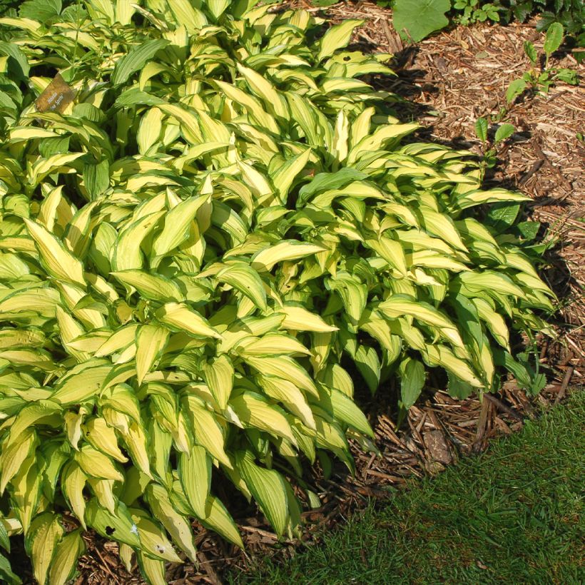 Kuunlilja Sea Sprite (Plant habit)