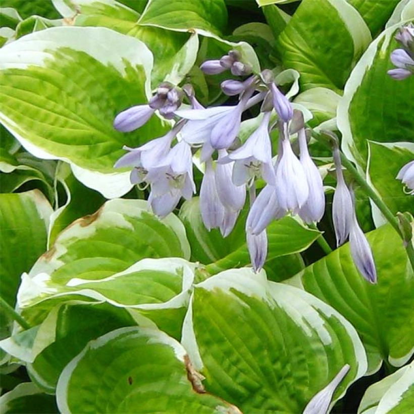 Kuunlilja Shade Fanfare (Kukinta)