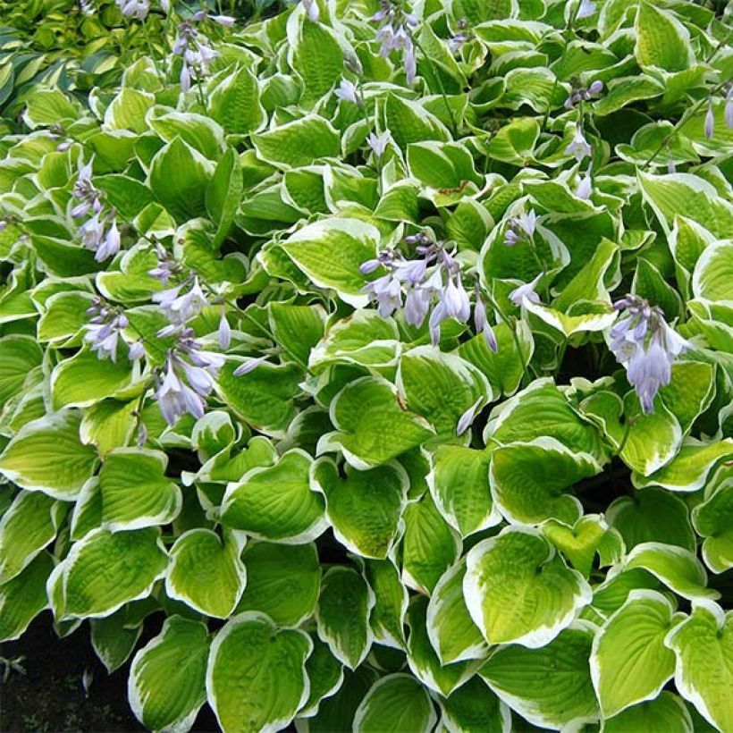 Kuunlilja Shade Fanfare (Kasvutapa)