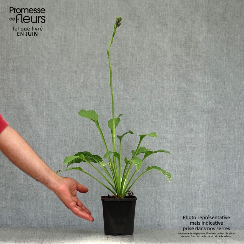 Esimerkki kesällä toimitetusta Kuunlilja Siberian Tiger Pot de 1,5L/2L-taimesta