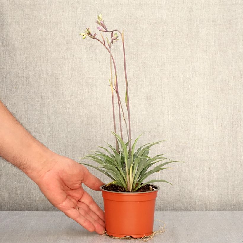Esimerkki syksyllä toimitetusta Kuunlilja Silly String 12 cm / 13 cm ruukku-taimesta