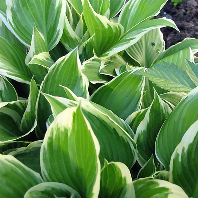 Kuunlilja Silver Crown (Lehvistö)