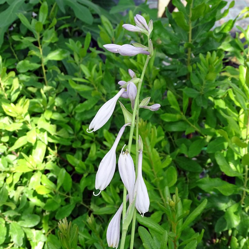 Kuunlilja Silver Crown (Kukinta)