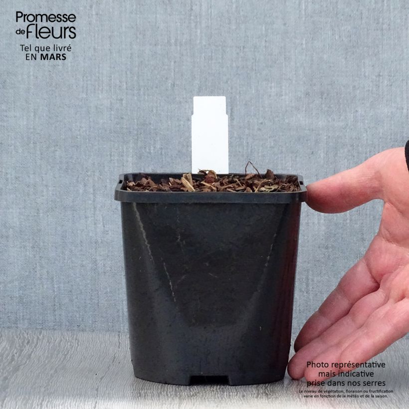 Esimerkki keväällä toimitetusta Kuunlilja Snake Eyes Pot de 1,5L/2L-taimesta