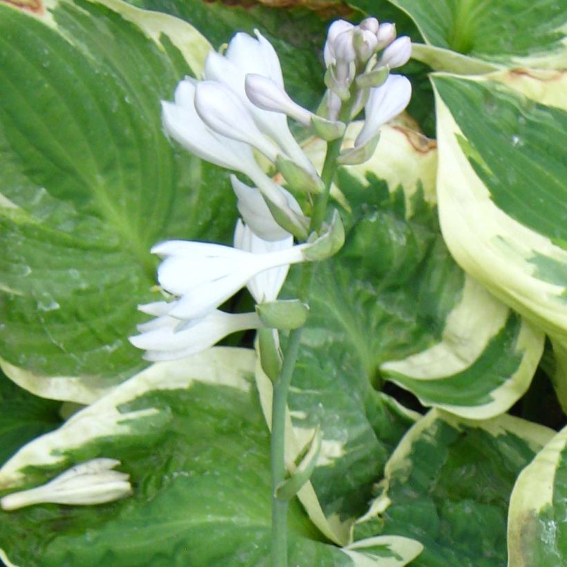 Kuunlilja Snow Cap (Kukinta)
