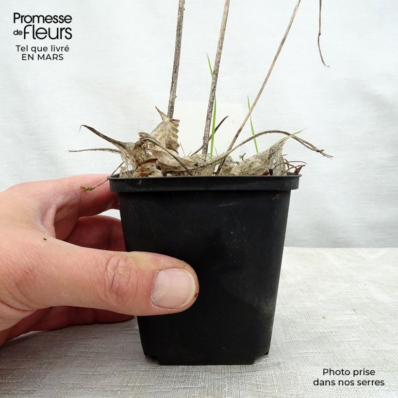 Esimerkki keväällä toimitetusta Kuunlilja Special Gift Godet de 8/9 cm-taimesta