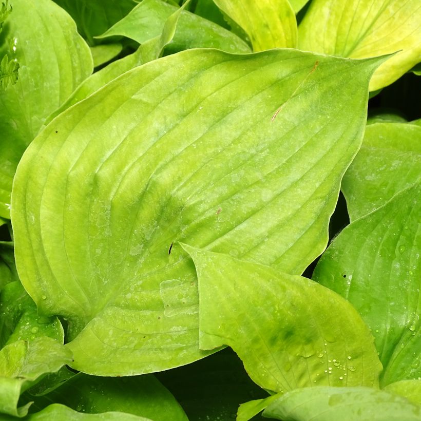 Kuunlilja Sum and Substance (Lehvistö)