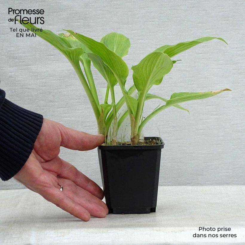 Esimerkki keväällä toimitetusta Kuunlilja Tall Boy Godet de 8/9 cm-taimesta