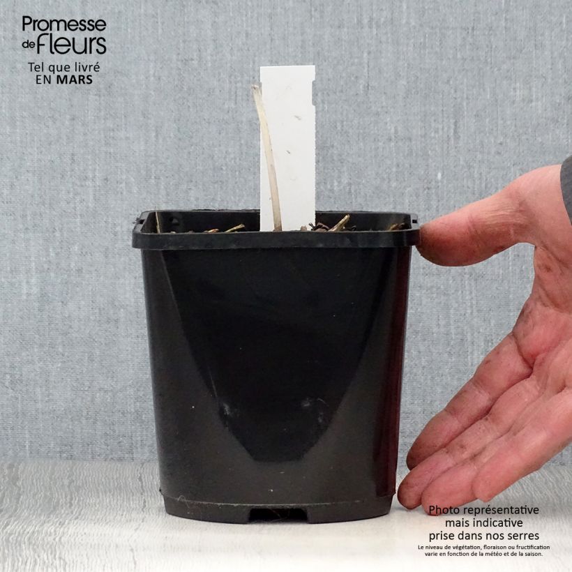 Esimerkki keväällä toimitetusta Kuunlilja The Queen Pot de 1,5L/2L-taimesta