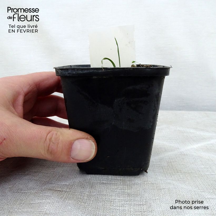 Esimerkki talvella toimitetusta Kuunlilja True Blue 8/9 cm taimiruukku-taimesta