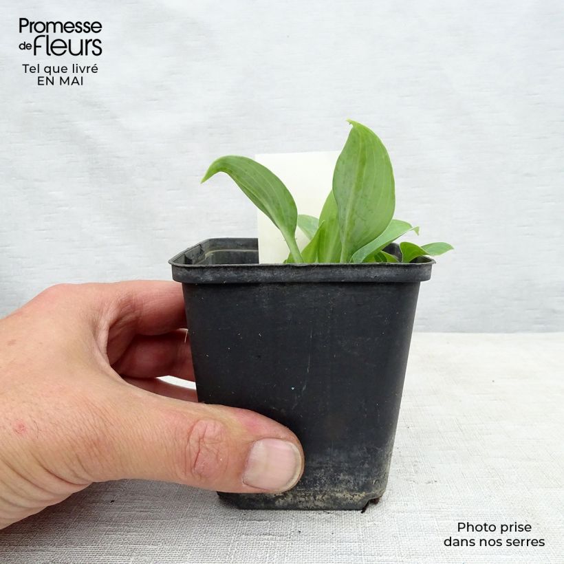 Esimerkki keväällä toimitetusta Kuunlilja True Blue Godet de 8/9 cm-taimesta