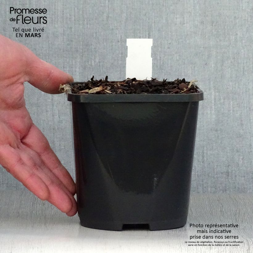 Esimerkki keväällä toimitetusta Kuunlilja Volcano Island Pot de 1,5L/2L-taimesta