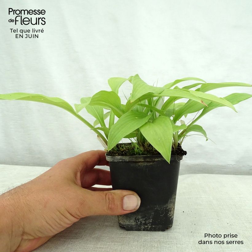 Esimerkki kesällä toimitetusta Kuunlilja White Trumpets Godet de 8/9 cm-taimesta