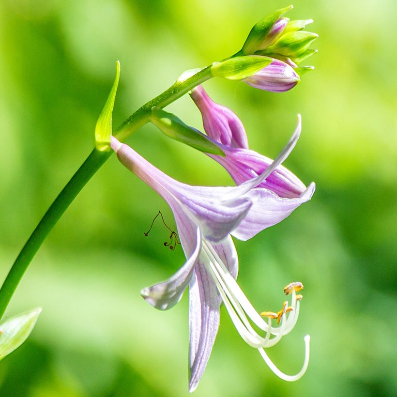 Kuunlilja - Hosta clausa var. normalis (Kukinta)