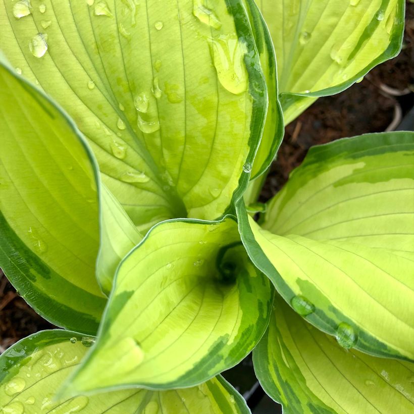 Komeakuunlilja albopicta (Lehvistö)