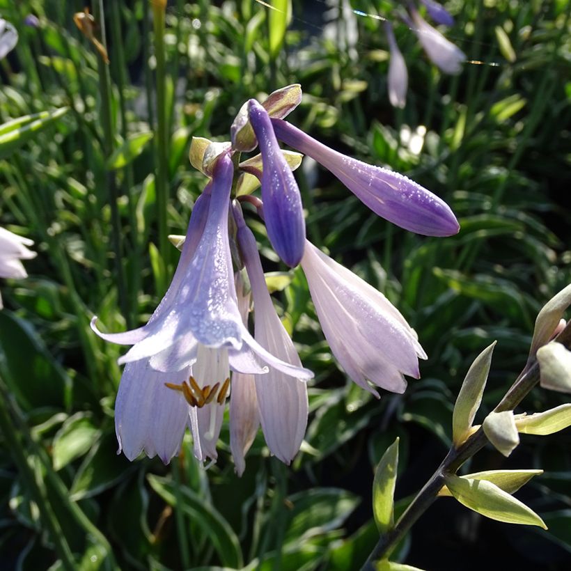 Komeakuunlilja Francee (Kukinta)