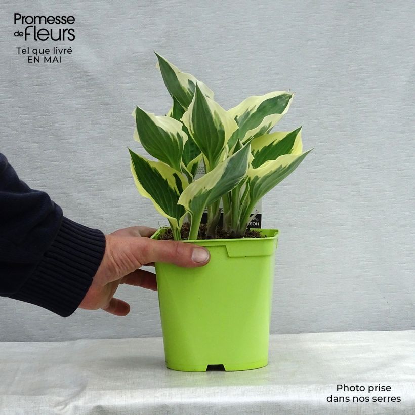 Example of Komeakuunlilja Patriot Pot de 2L/3L as you get in printemps