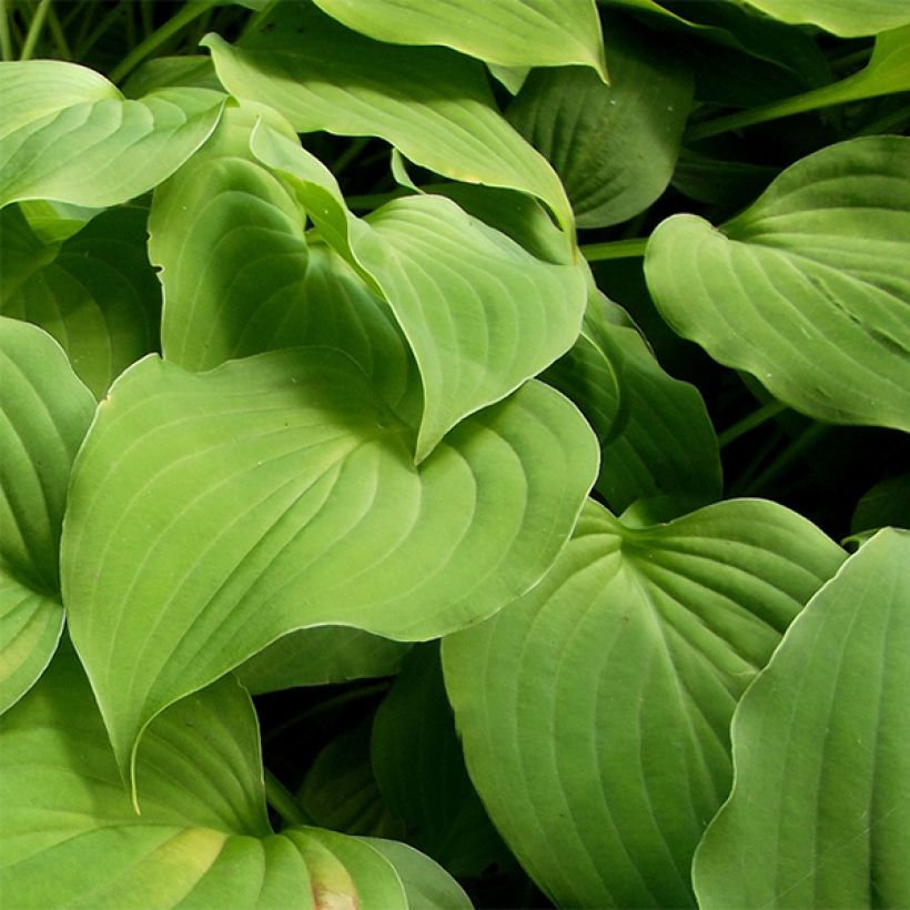 Kuunlilja - Hosta nakaiana (Lehvistö)