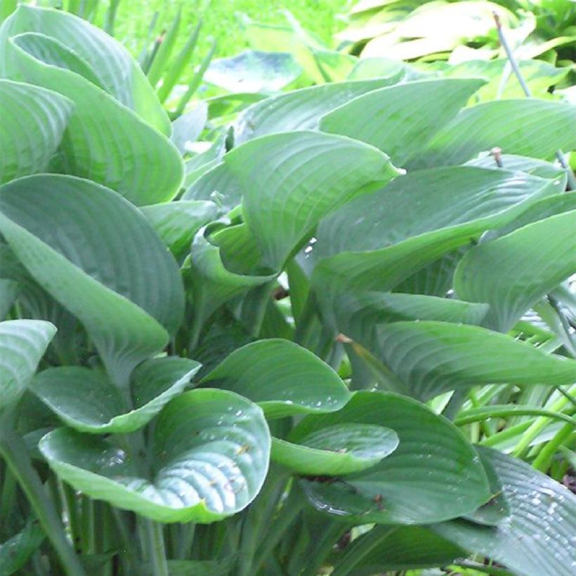 Kuunlilja - Hosta nigrescens (Lehvistö)