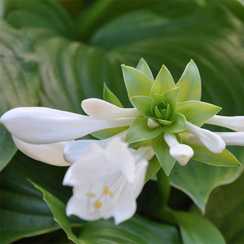 Tuoksukuunlilja Aphrodite (Kukinta)