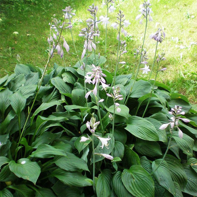 Tuoksukuunlilja Aphrodite (Kasvutapa)