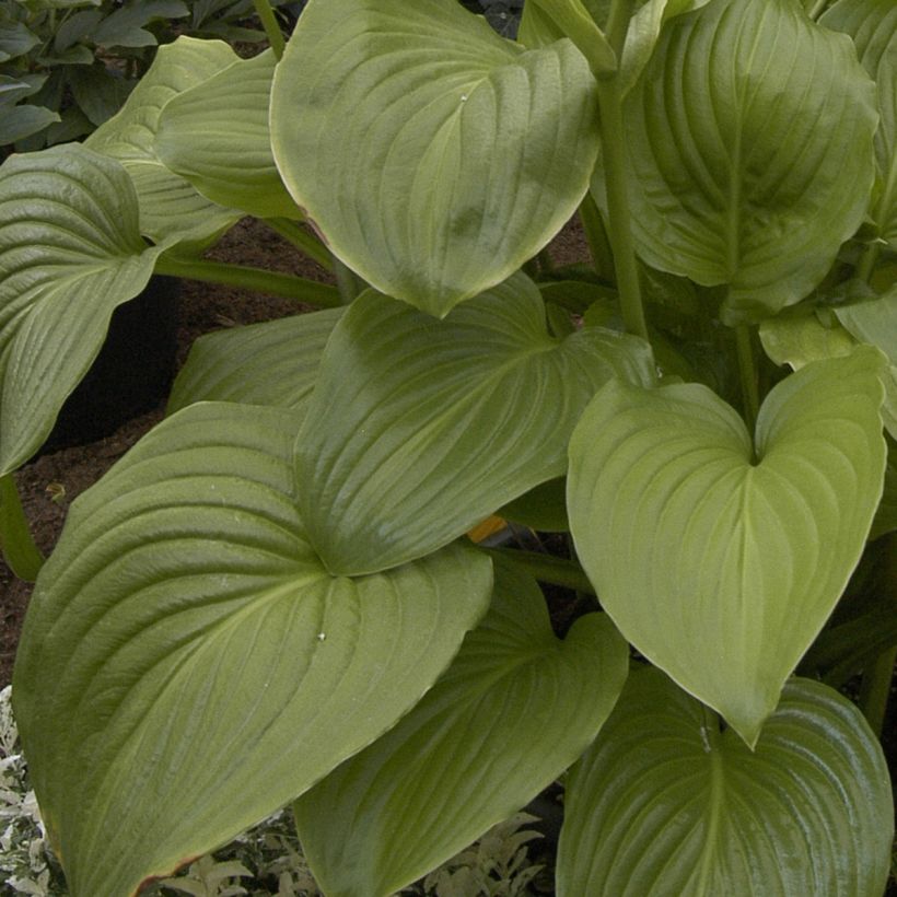 Tuoksukuunlilja Venus (Lehvistö)