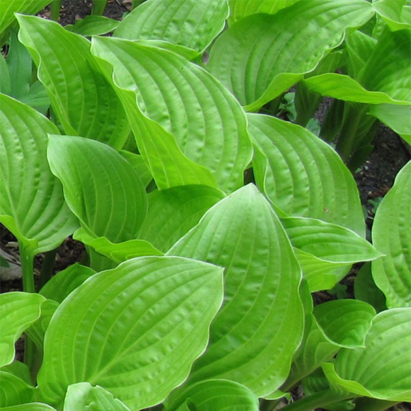 Tuoksukuunlilja var. japonica (Lehvistö)