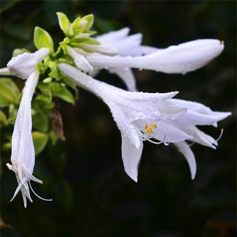 Tuoksukuunlilja var. japonica (Kukinta)