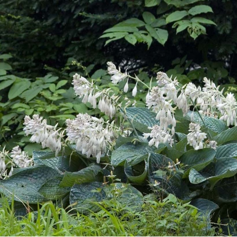 Sinikuunlilja - Hosta sieboldiana (Kukinta)