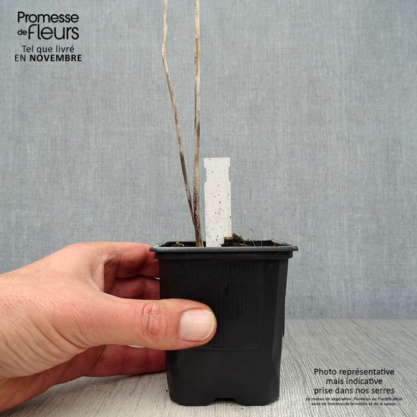 Esimerkki syksyllä toimitetusta Sinikuunlilja - Hosta sieboldiana 8/9 cm taimiruukku-taimesta
