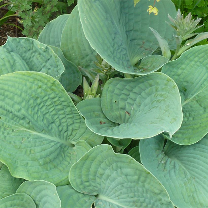 Sinikuunlilja elegans (Lehvistö)