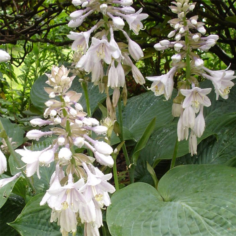 Sinikuunlilja elegans (Kukinta)