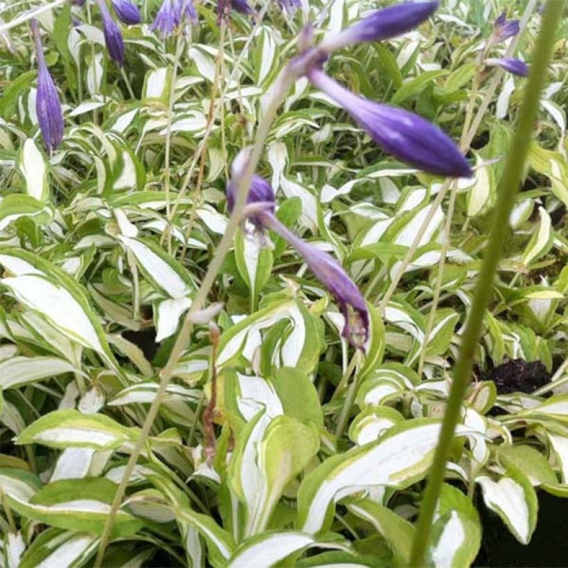 Sinikuunlilja Silver Kabitan (Kukinta)