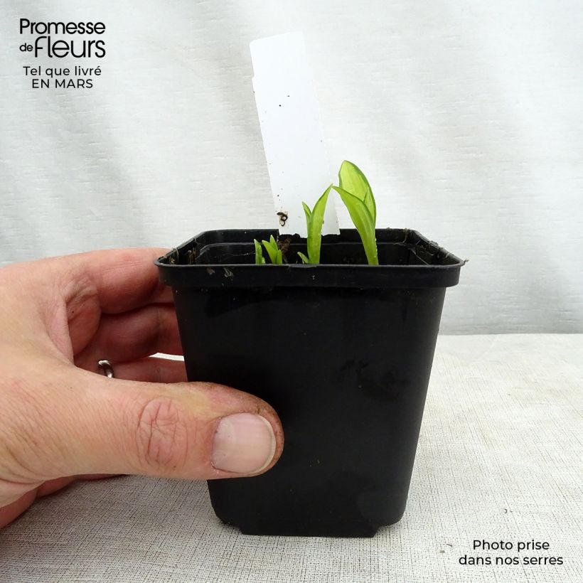 Esimerkki keväällä toimitetusta Sinikuunlilja Silver Kabitan Godet de 8/9 cm-taimesta