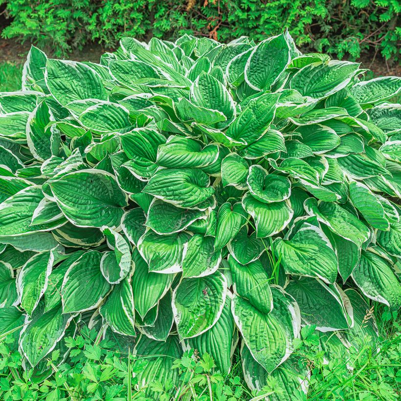 Sinikuunlilja var. alba (Kasvutapa)